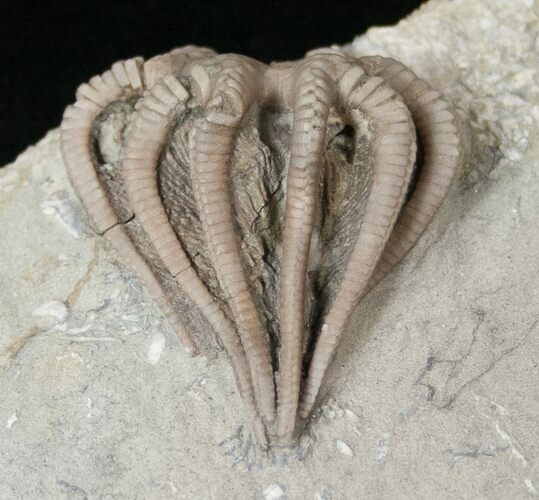 Beautiful Agaricocrinus Crinoid Crown - Crawfordsville #16079